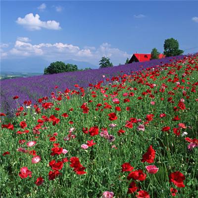 澳门第一娱乐娱城官网手机app下载