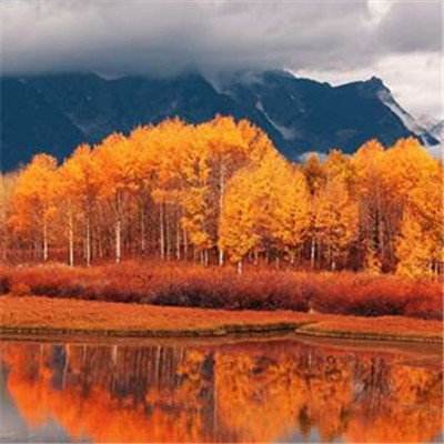 彩信平台官网app下载